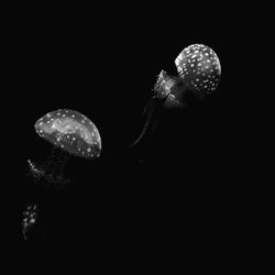 Close-up of water against black background