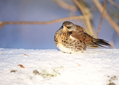 Close-up of bird perching on snow