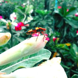 Close-up of insect on red flower