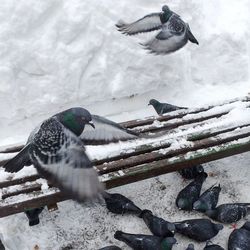 Bird perching on a snow