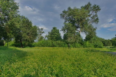 Scenic view of trees on field against sky