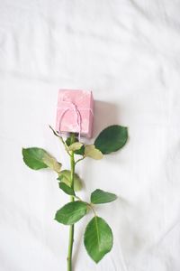 Close-up of pink rose plant