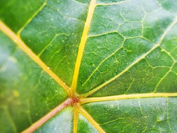 Close-up of wet leaf