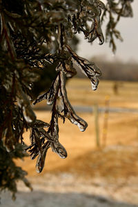 Close-up of wet plant during winter