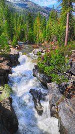 View of river flowing through forest