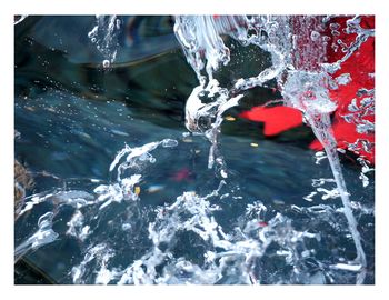 Close-up of turtle in water