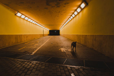 Man walking in illuminated tunnel