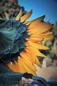 Close-up of sunflower on plant