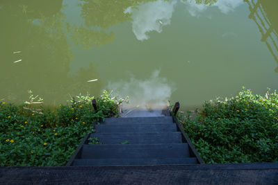 High angle view of footpath amidst plants