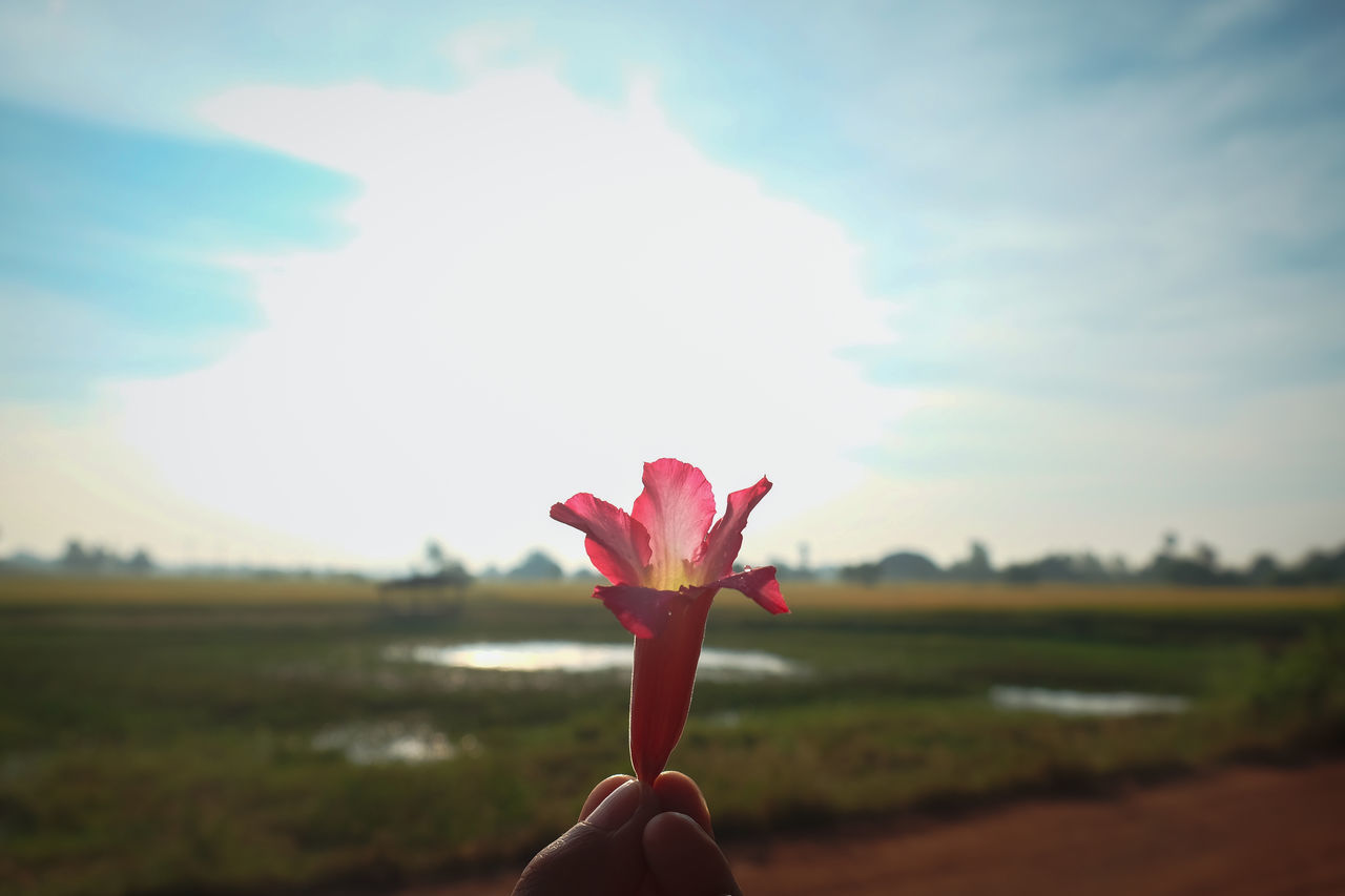 CLOSE-UP OF HAND HOLDING PINK FLOWER