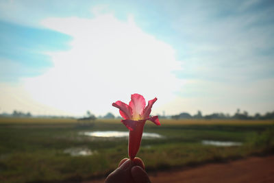 Close-up of hand holding pink flower on field