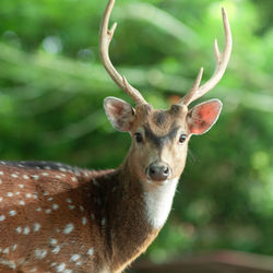 Close-up portrait of deer