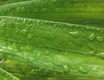 Full frame shot of green leaves