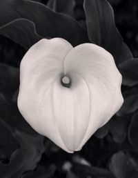 Close-up of white rose flower