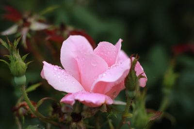 Close-up of wet pink rose blooming outdoors