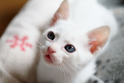 Close-up of kitten