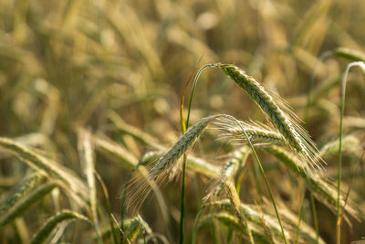 Close-up of wheat growing on field