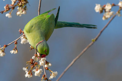 Close-up of bird perching on branch