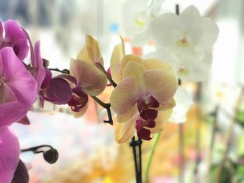 Close-up of pink orchid flowers