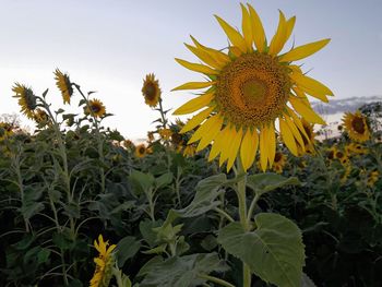 Close-up of sunflower plant against sky