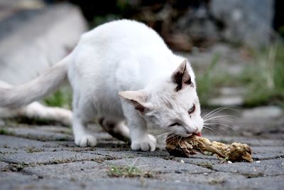 animal