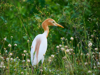 Close-up of a bird on land