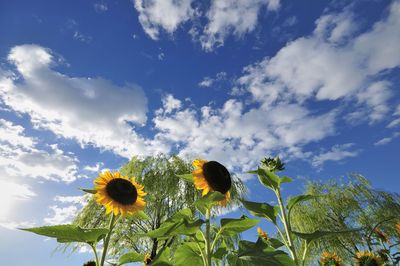 Low angle view of sunflower on field against sky