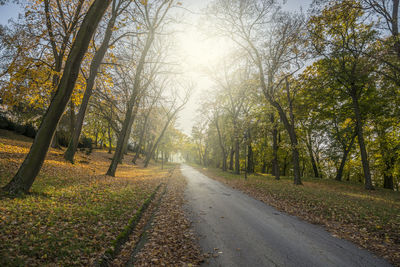 Road amidst trees against sky during autumn