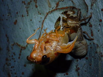 High angle view of insect on sea