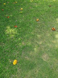 High angle view of apples on field