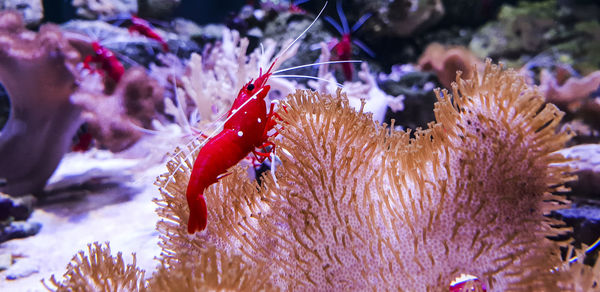 Close-up of prawn in sea