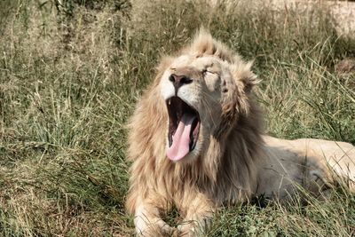 Close-up of lion sitting on grass