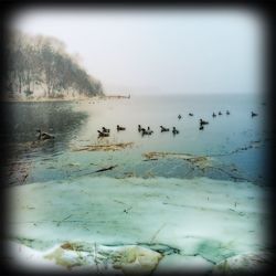 Bird flying over calm lake