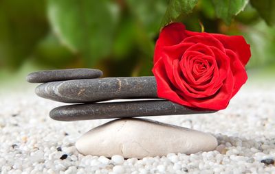 Close-up of red rose on sand
