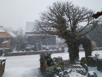 Trees in city against sky during winter