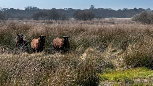 Three sheep on grassy field