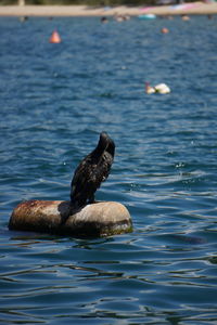 Duck swimming in lake