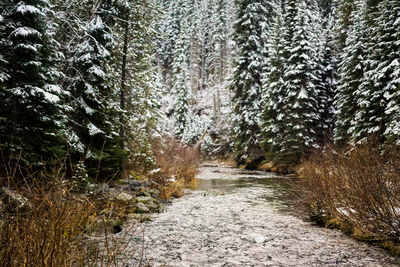 Road amidst trees in forest during winter