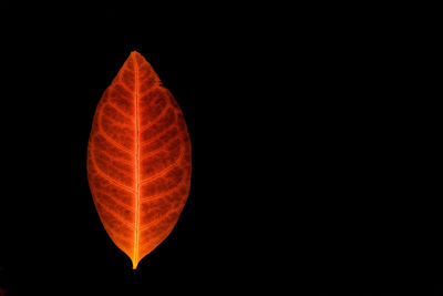 Close-up of orange leaf against black background