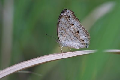 Close-up of butterfly on leaf