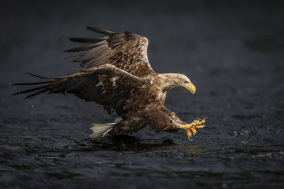 Close-up of eagle flying over lake