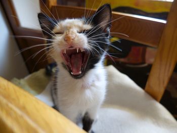 Portrait of angry cat showing aggression