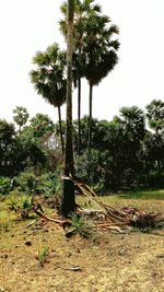 Palm trees on field against sky