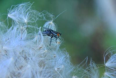 Close-up of housefly