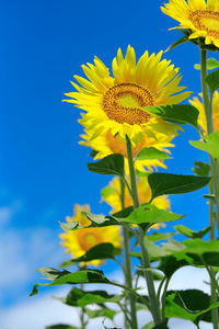 Low angle view of sunflower against clear sky