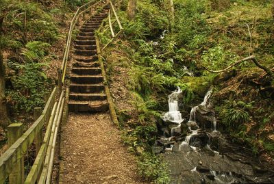View of steps in forest by waterfall