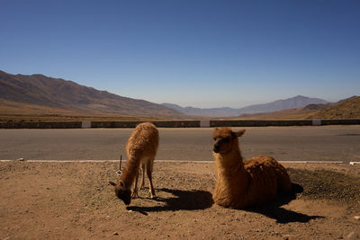 Side view of a desert