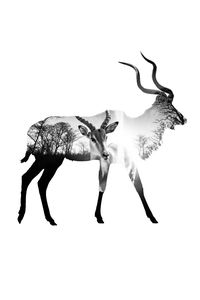 Multiple exposure of impala . animal of africa on white background