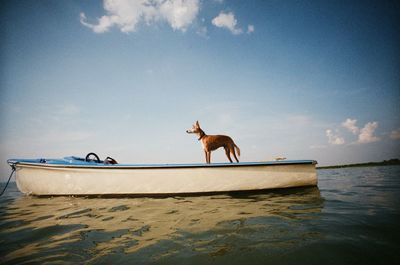 Side view of dog standing on boat