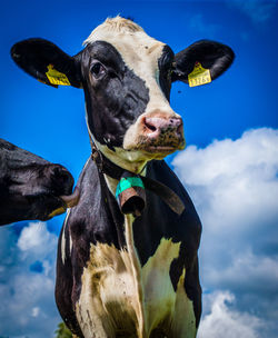 Close-up portrait of cow against blue sky
